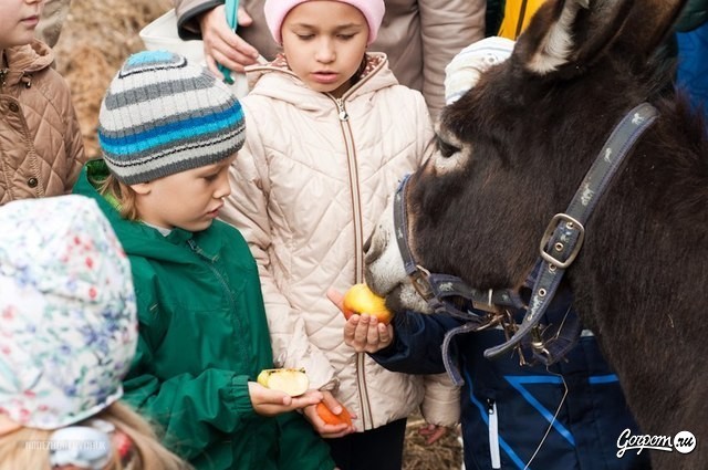 Учёная лошадка Детский праздник, фото № 25