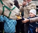 Учёная лошадка Детский праздник, фото № 23