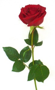Красная орхидея Роза в оформлении - фото 1