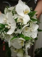 Flo-мастер Белые орхидеи - фото 1
