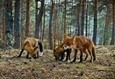 Мой дикий друг. Возвращение домой 3