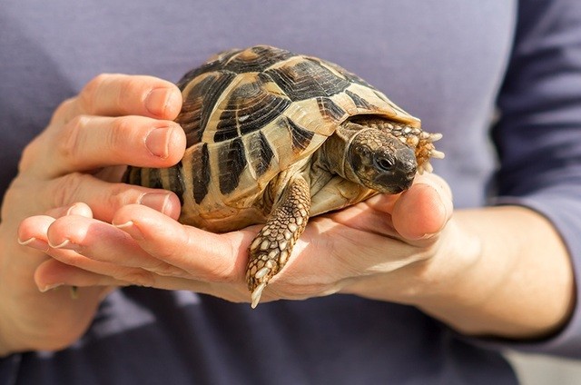 Как ухаживать за степной черепахой дома: советы по содержанию и уходу