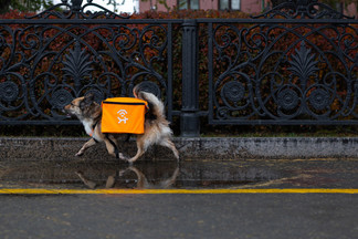 На улицах Екатеринбурга бездомные собаки начали раздавать интернет