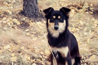 Уральцы примут участие в международной благотворительной акции в защиту животных