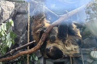 В Екатеринбургском зоопарке произошло пополнение
