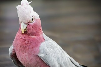 В Екатеринбургском зоопарке выбрали «Зоо-мисс 2026»