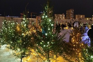 Уральцам рассказали, как легально срубить новогоднюю ёлку