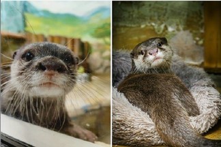 В Екатеринбургском зоопарке выбрали «Зоо-мистера 2026»