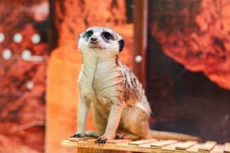 В Екатеринбургском зоопарке поселились новые жители