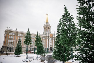 В центре Екатеринбурга появится хвойный лес