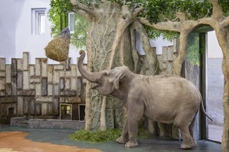 Екатеринбургский зоопарк презентовал новый вольер для слонихи Даши