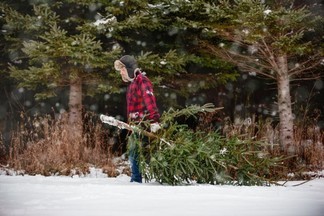 Где в Свердловской области легально срубить елку к Новому году?