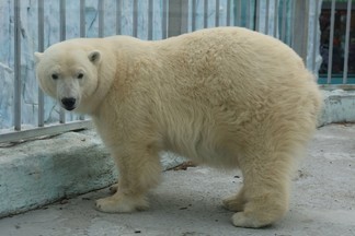 В Екатеринбургском зоопарке выбрали зоо-Снегурочку