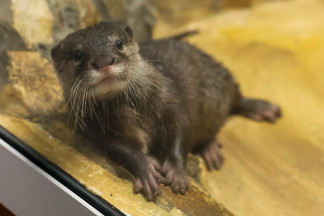 В Екатеринбургском зоопарке поселился новый житель