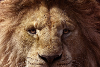 Кинонеделя: «Король лев»