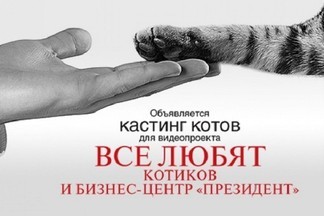 Екатеринбургские коты станут участниками реалити-шоу