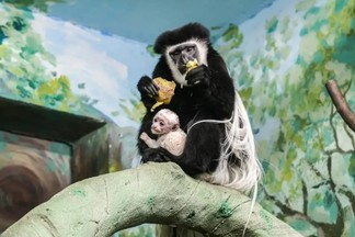 В Екатеринбургском зоопарке появился новый житель