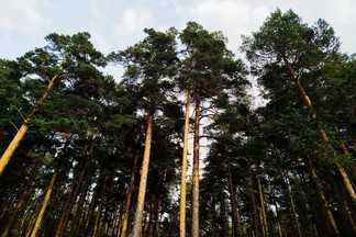 Площадь зеленого фонда Екатеринбурга планируют увеличить до 208 гектаров