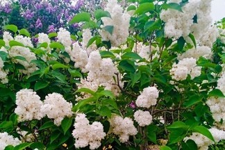 В центре города благоустроят сад святой Екатерины