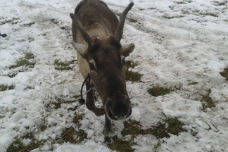 Из Уральской резиденции Деда Мороза украли "одного из самых умных оленей"