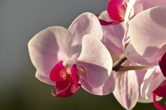 В центре уральской столицы стартует Фестиваль орхидей