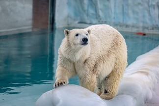 В Екатеринбургском зоопарке появится новый питомец