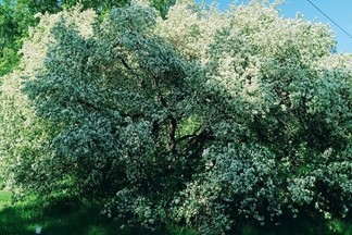 В Юго-Западном районе появилась яблоневая аллея в честь уральского космонавта