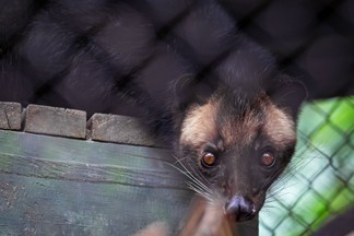 В зоопарке уральской столицы поселились масковые пальмовые циветты