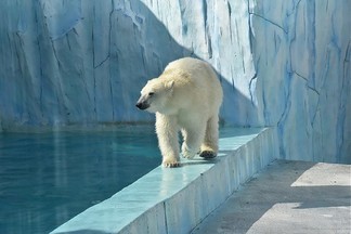 В Екатеринбургском зоопарке отметят день полярного медведя