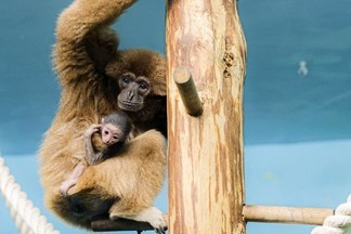 В Екатеринбургском зоопарке произошло пополнение