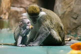 Жители Екатеринбурга выберут имя для малыша зелёных мартышек