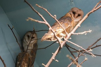 В Екатеринбургском зоопарке поселились два новых жителя