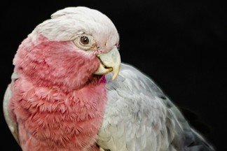 В Екатеринбургском зоопарке выберут «Зоомисс-2026»