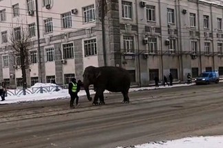 «По улицам слона водили»:  из екатеринбургского цирка сбежали слоны