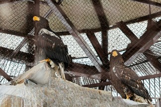 В Екатеринбургском зоопарке поселились новые жители