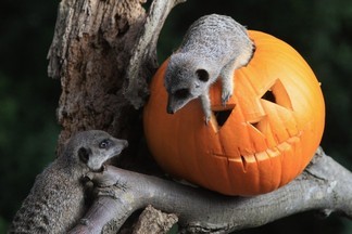 В екатеринбургском зоопарке пройдет свой Хэллоуин