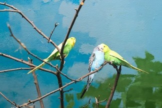 В Екатеринбургском зоопарке поселились новые жители