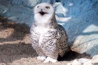 В Екатеринбургском зоопарке выберут зоо-Снегурочку