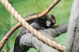 В Екатеринбургском зоопарке поселились два новых жителя