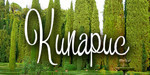 Логотип Сауна «Кипарис» - фото лого